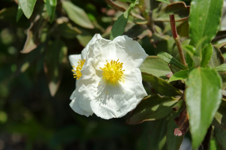 the two white flowers have yellow center blooms