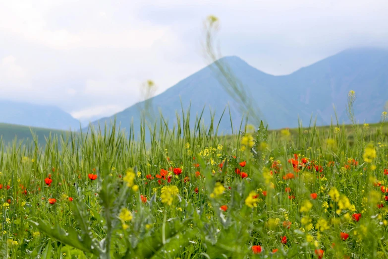 some wild flowers near some mountains with grass