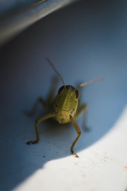 a bug that is sitting in a bowl