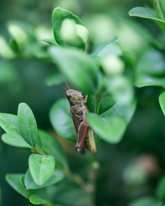 a bug that is sitting on a bush