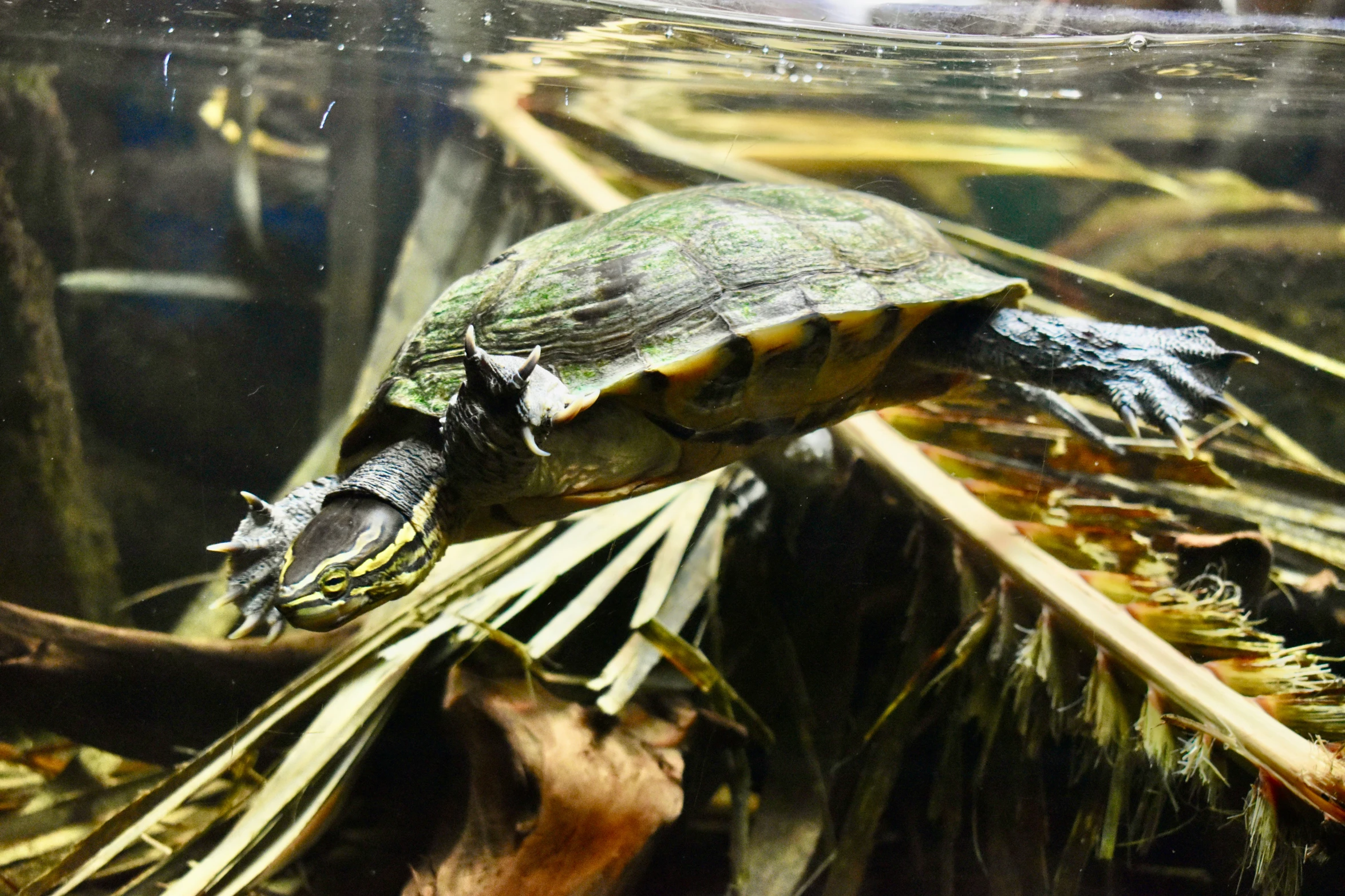 a turtle is swimming in the water among plants