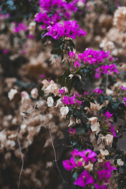 pink flowers are growing from the ground