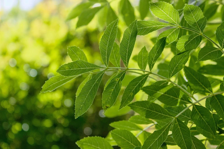 a close up of a leafy green plant