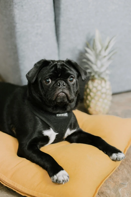 a black dog wearing a collar on top of a cushion