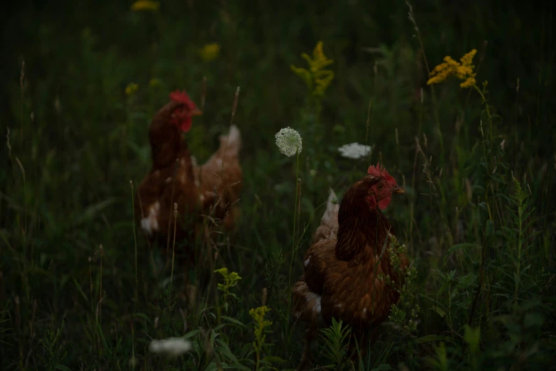 two chickens on the grass next to some yellow dandelions