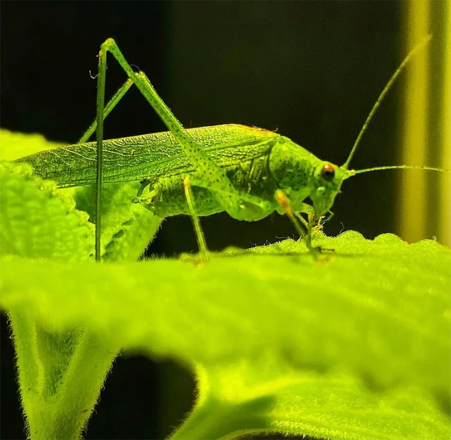 a praying bug on top of green leafy plant