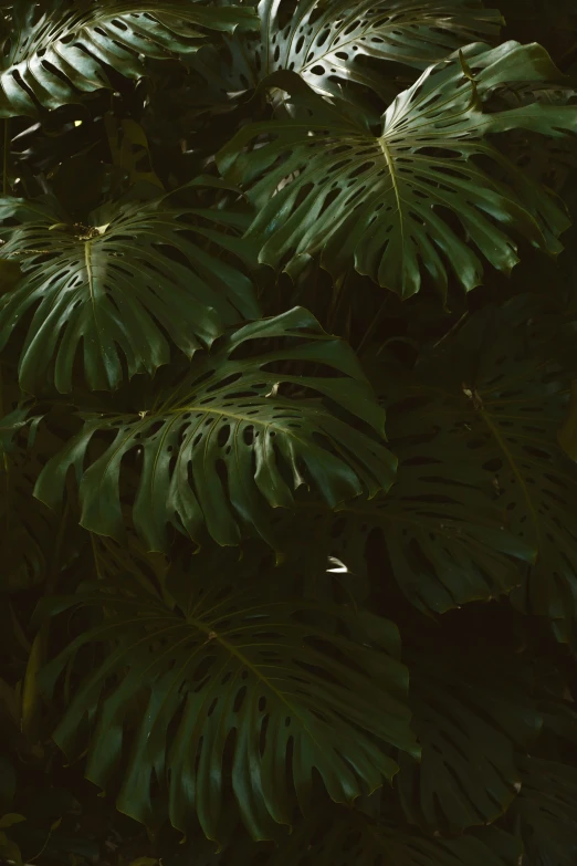 some green plants are close together on a dark background