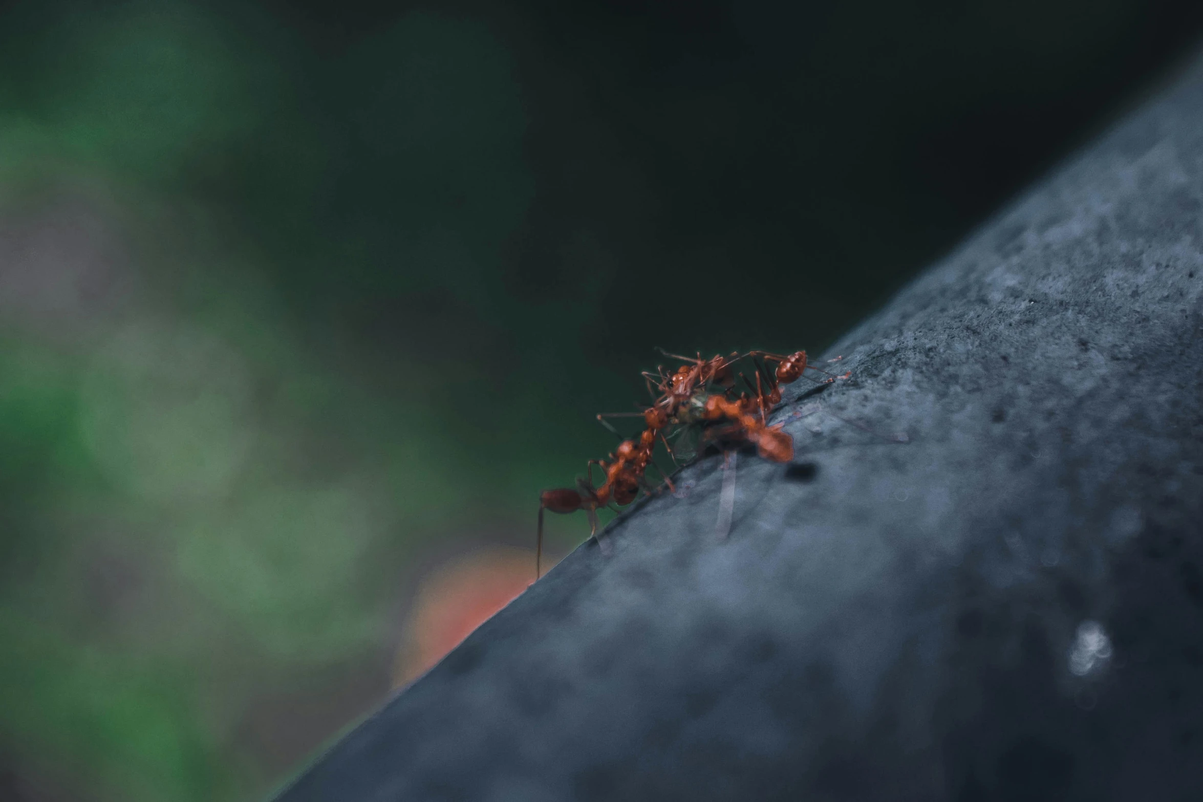 a insect sits on the side of a black wall