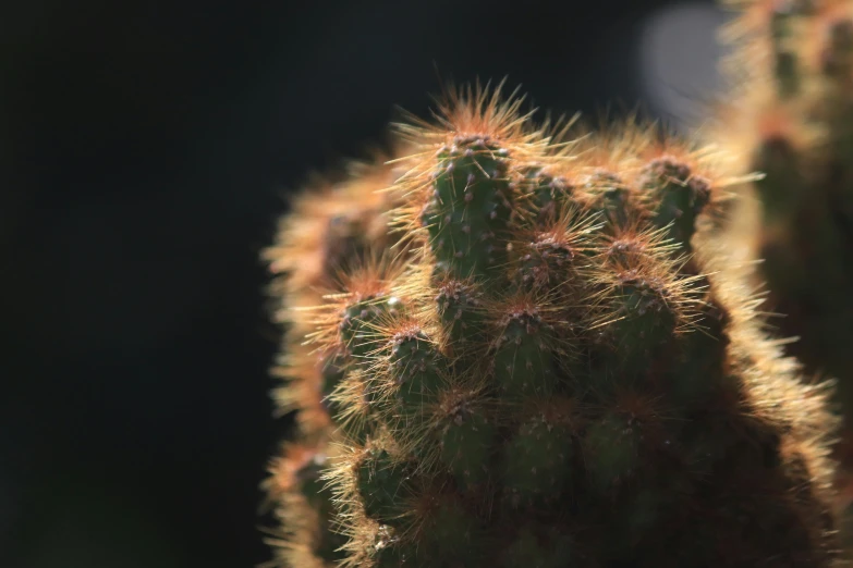 a small cactus with lots of orange spiky needles