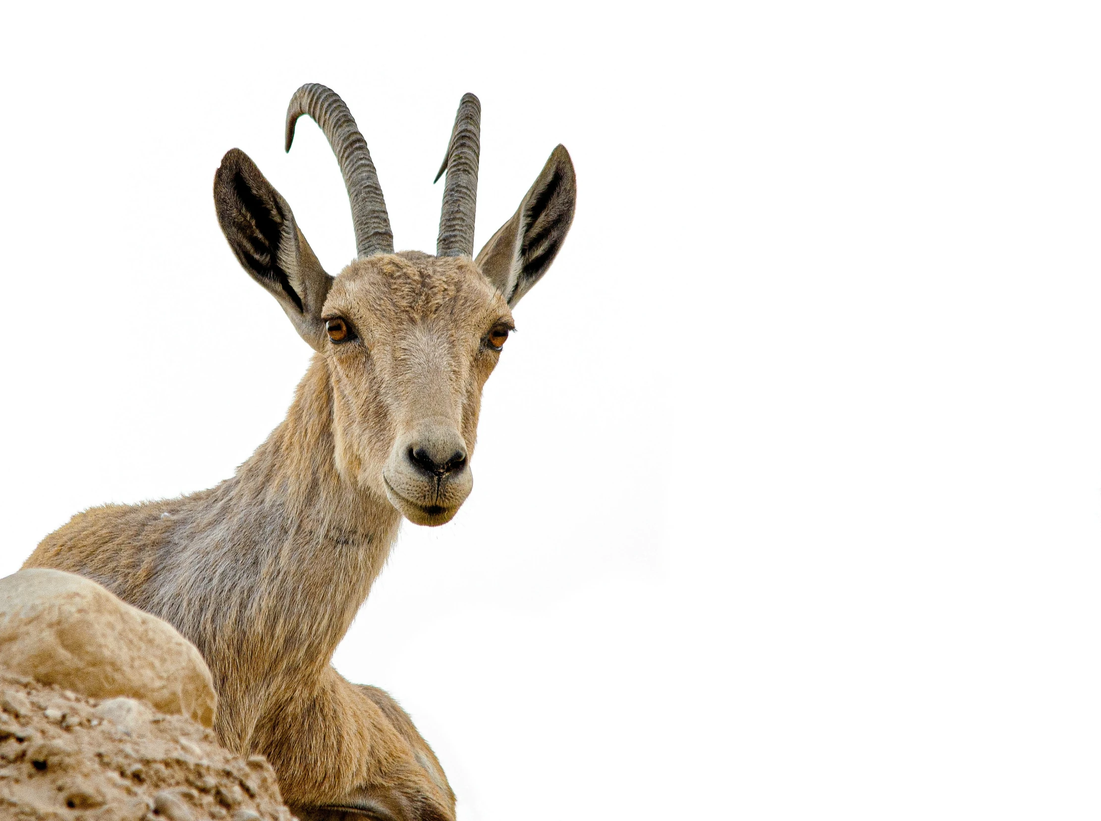 a goat with very long horns looks off into the distance