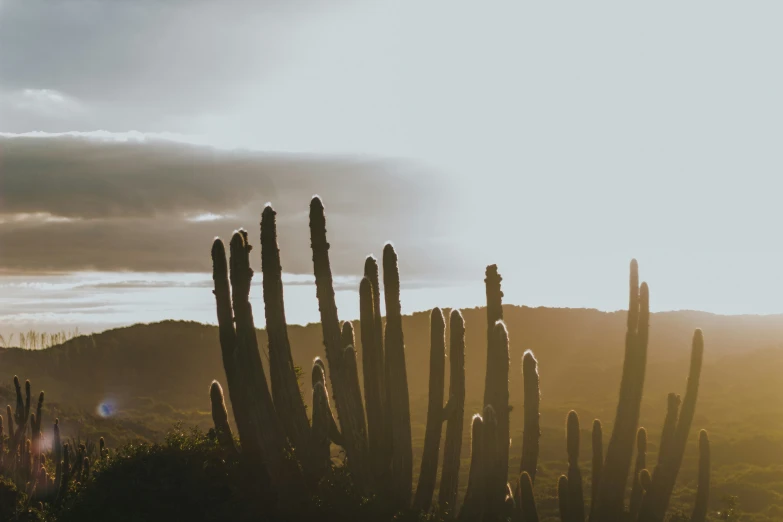 many tall cactuses sitting on a desert landscape