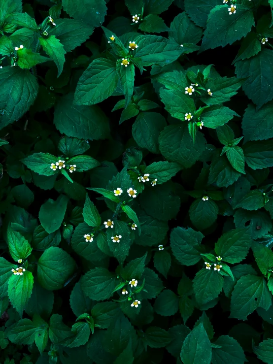 green leaves and white flowers with green centers