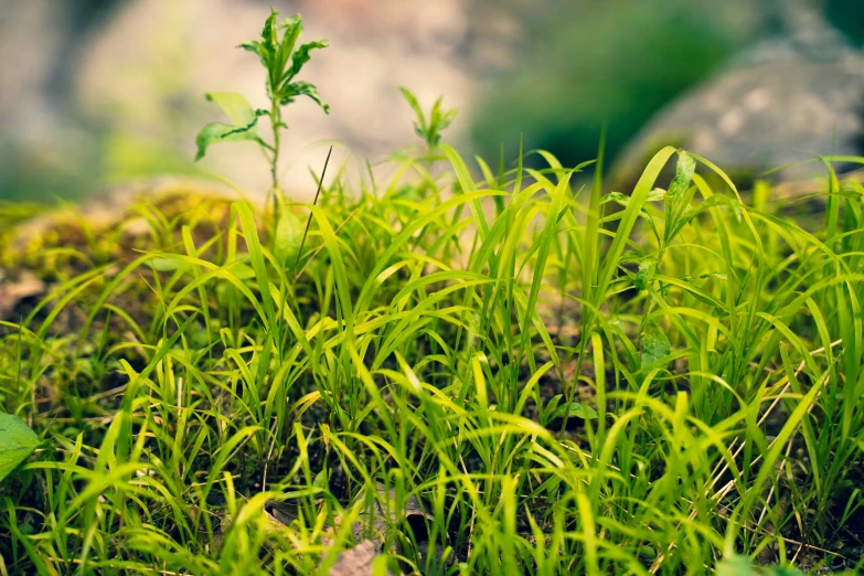 small leaves growing in some green grass