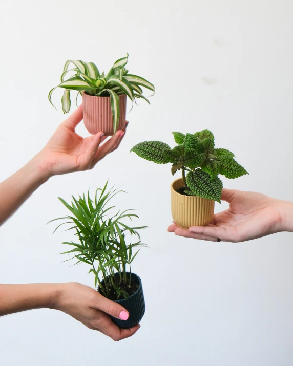 two hands holding plant pots with different sized and shapes