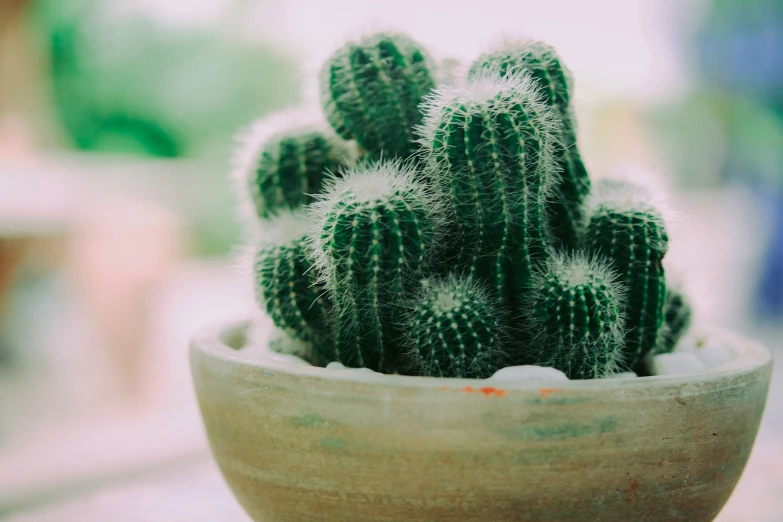 a cactus in a pot on a table