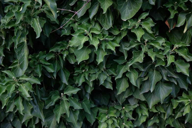 a wall of leaves is next to a tree