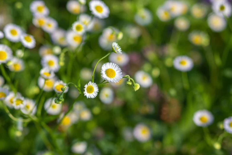 several flowers that are sitting on the grass