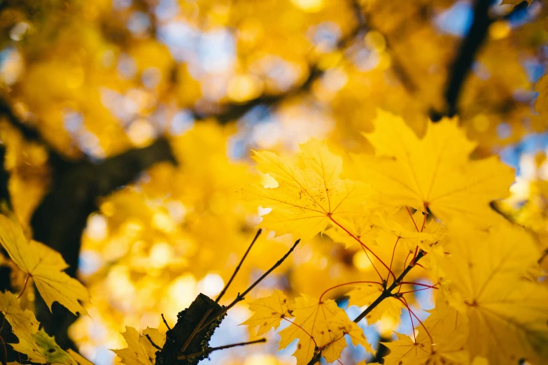 closeup of fall leaves on a tree in the sunlight