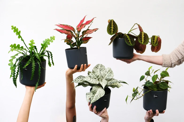 people are holding up plants that have small leaves on them
