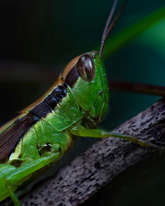 a grasshopper sitting on a wooden surface