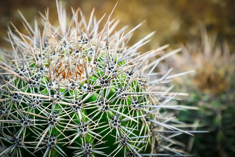 a close up view of the tops of a green cactus