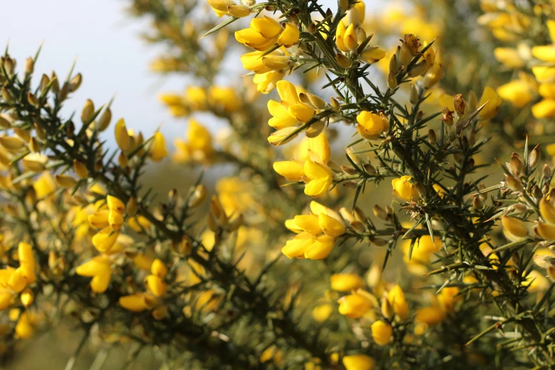 yellow flowers on the nches of green bushes