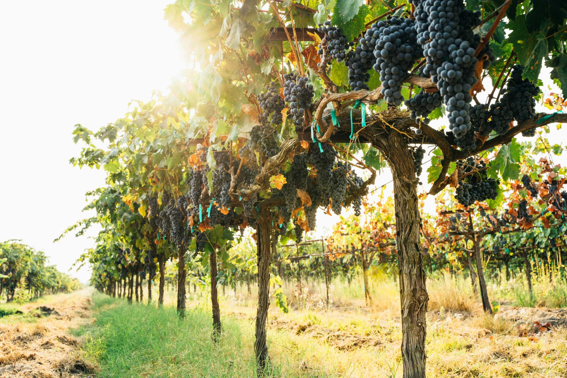 the vines are all ripe and ready to be picked