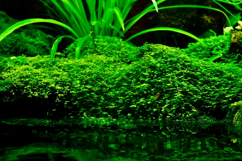 some green moss is growing in the ground