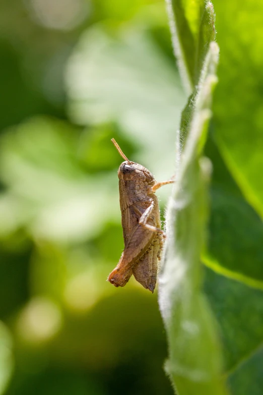 a bug is crawling on the green leaves