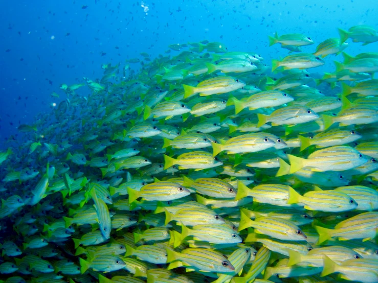 a large school of fish swim over the water