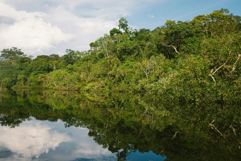 trees are lined up along the edge of the water