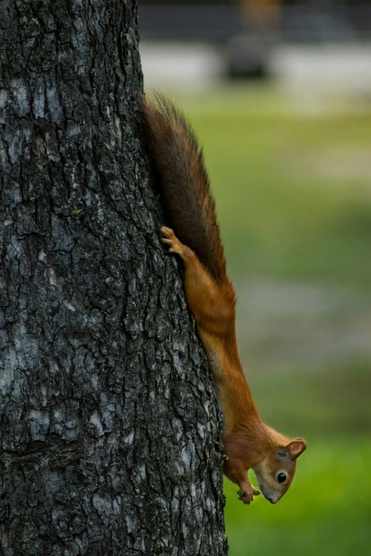 a squirrel hanging from the side of a tree