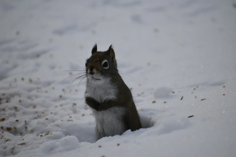 the squirrel is very alert about what could happen