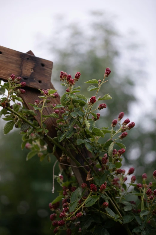 a cross hanging from a tree with red flowers