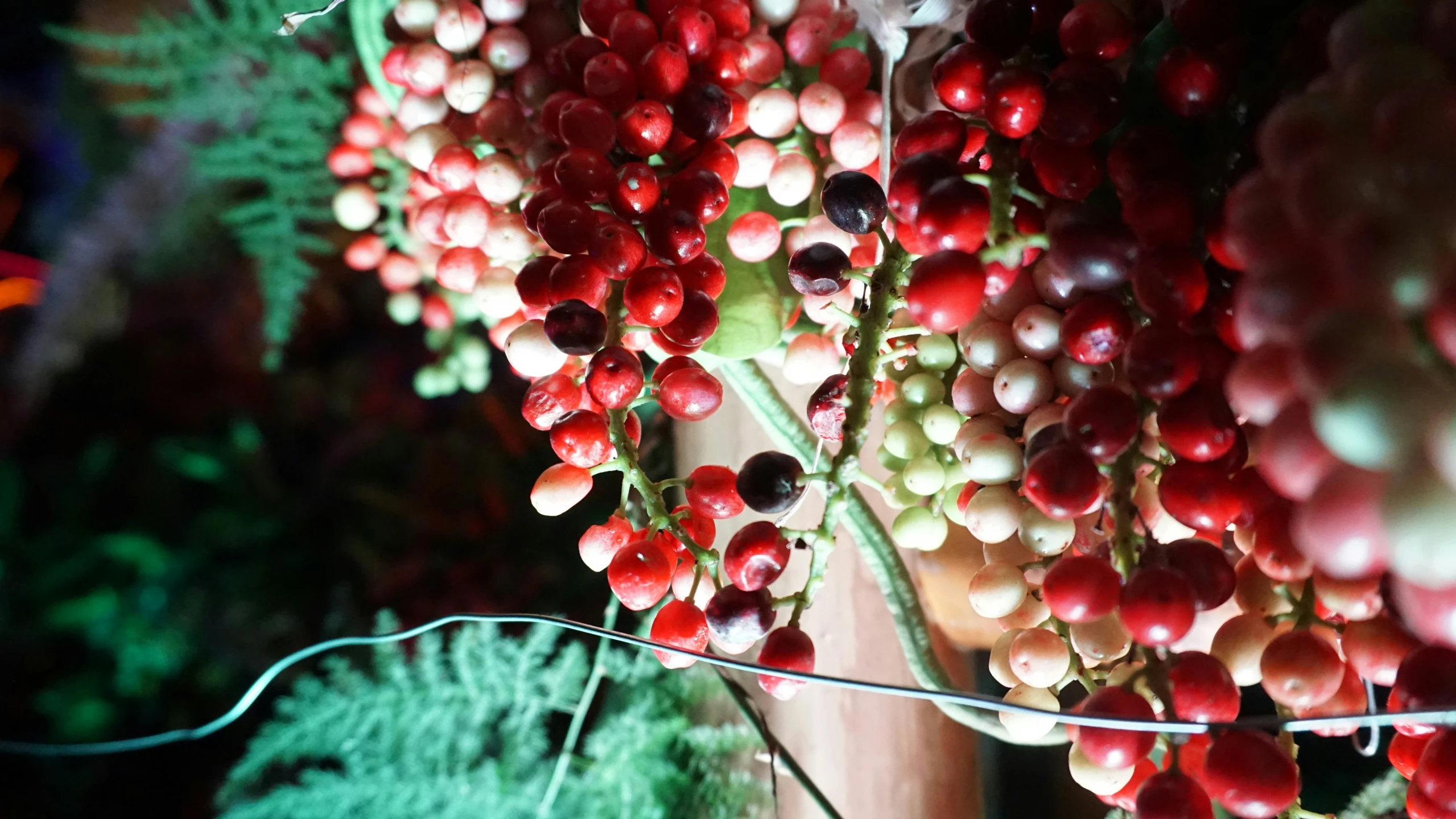 a closeup of some berries on the vine