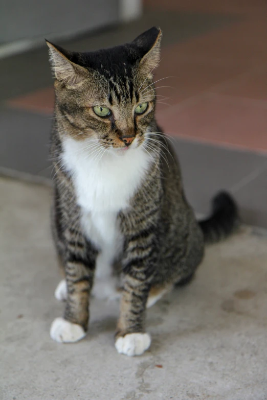 a cat is looking into the camera from behind