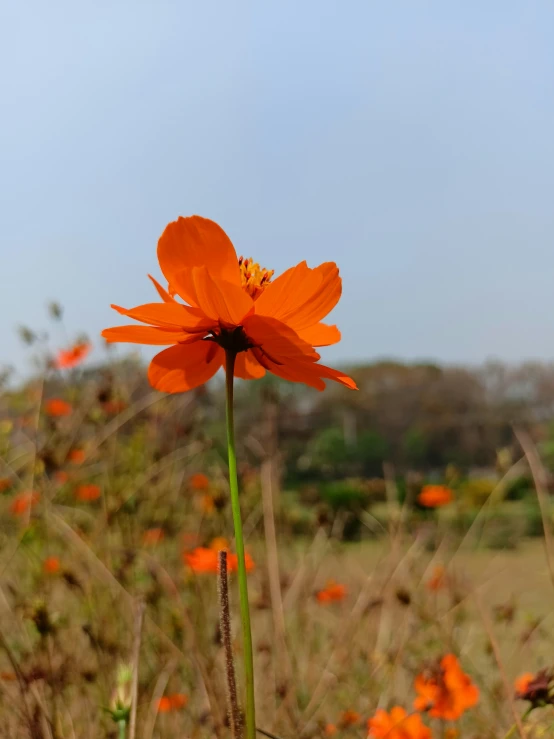 a single orange flower that is in the grass