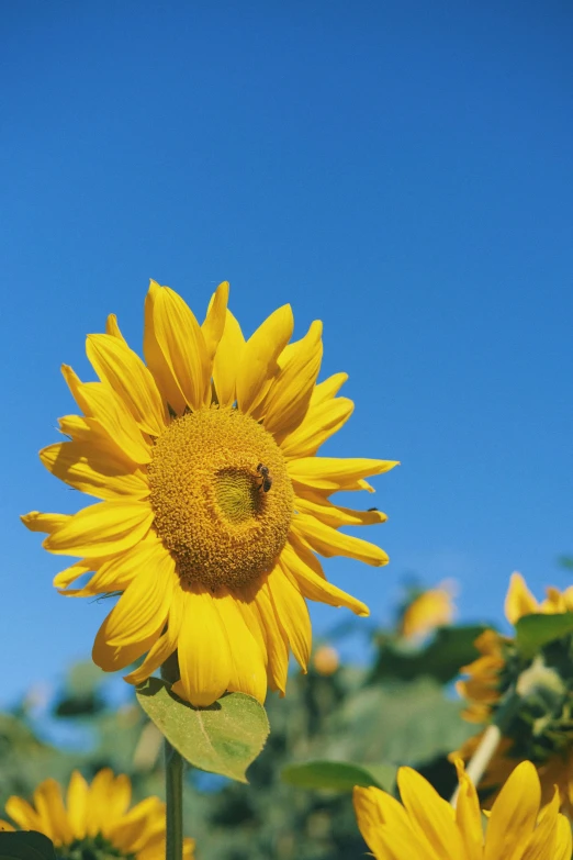 a sunflower with bees in the center of it