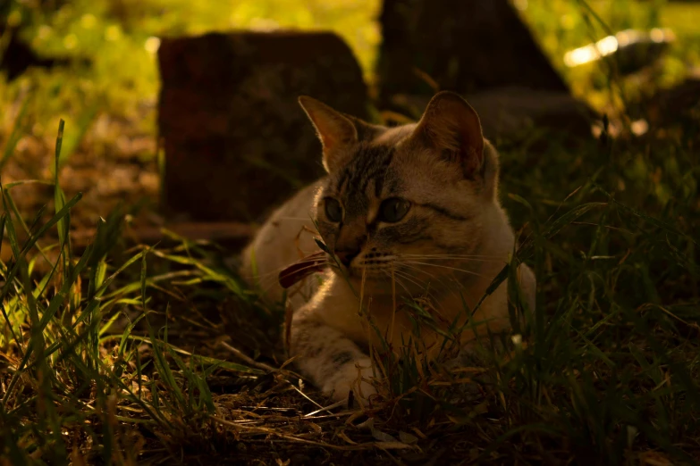 cat laying down in the grass with its tongue sticking out