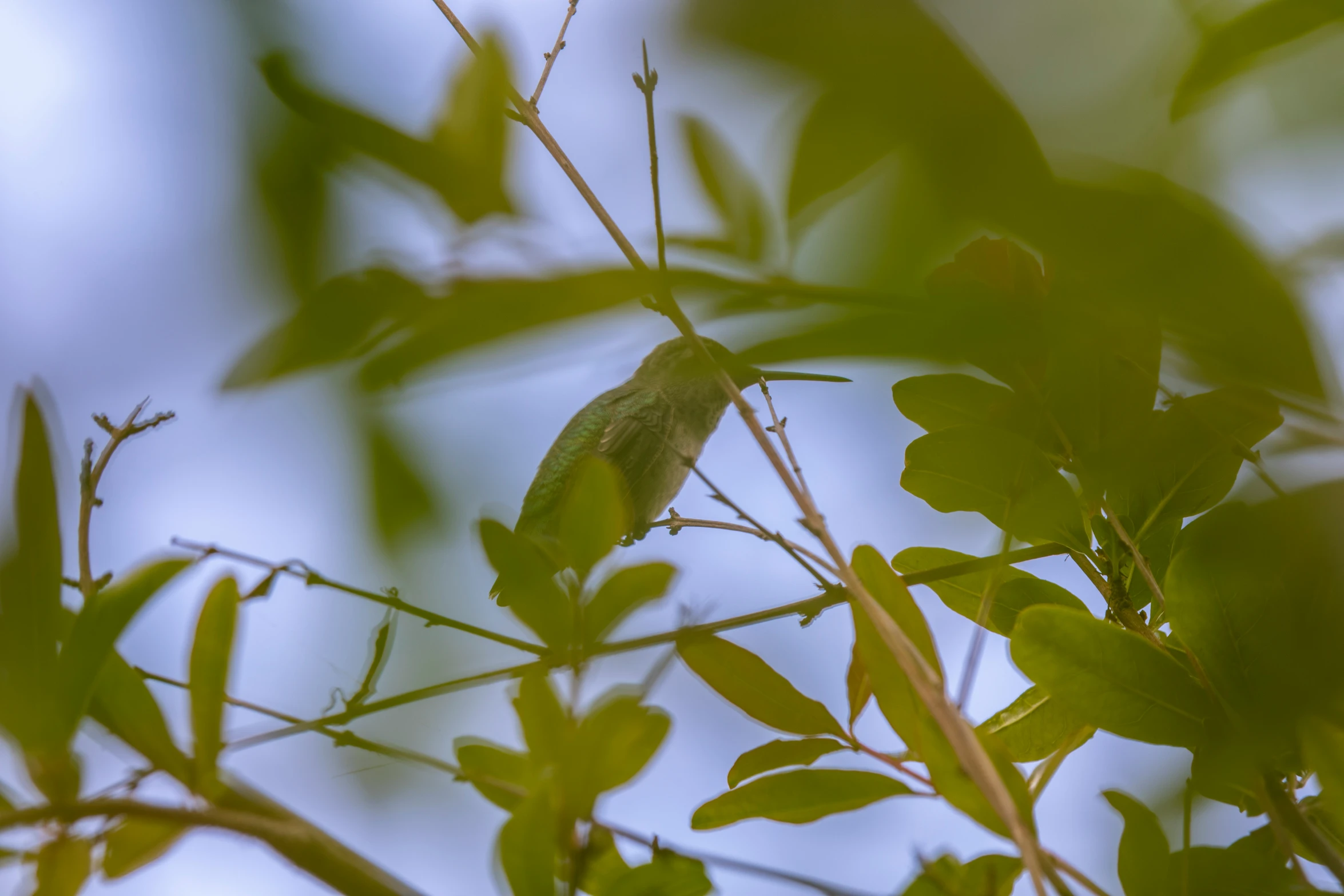 a bird is perched on a tree limb