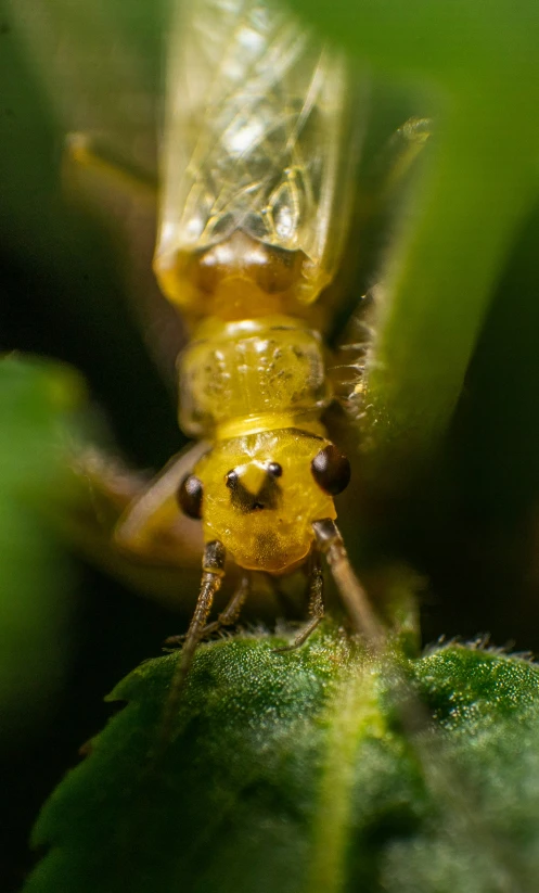 the yellow insect looks into the camera lens