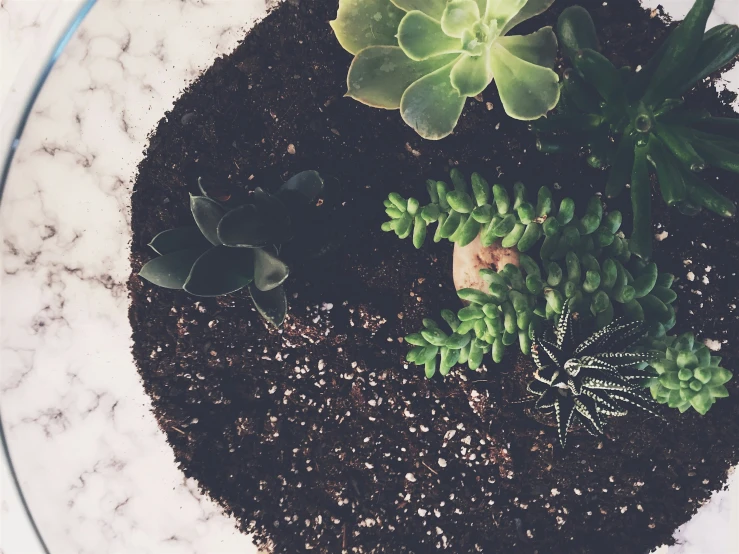 two plants are arranged in a pot in a vase