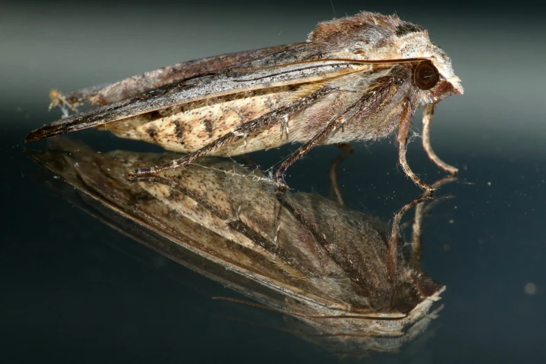 a close up of a moth on a glass surface