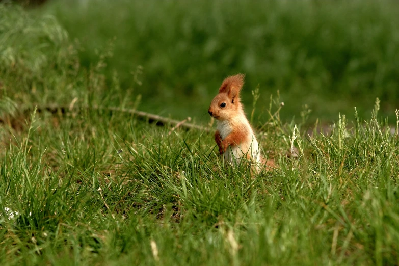 a squirrel sits in the grass, staring