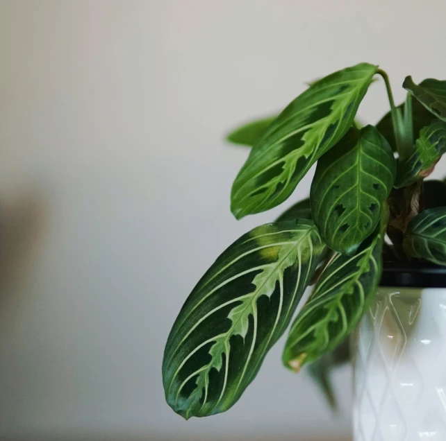 green leaves are growing on the stem of a plant