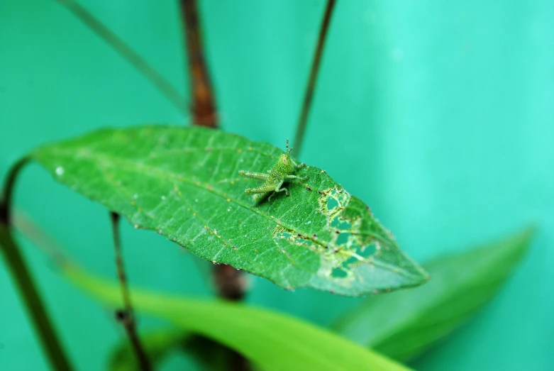 a green leaf with dew drops on it and a green background