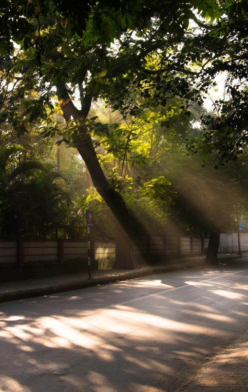 sunlight is streaming through the trees and onto a tree