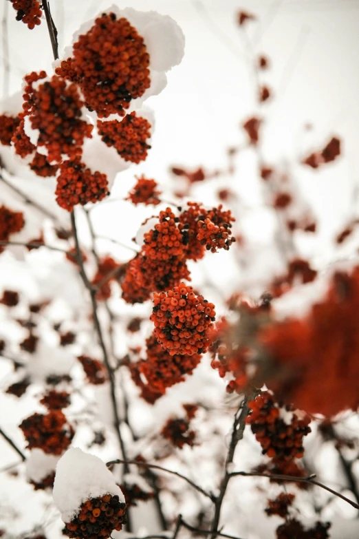 red flowers are seen covered in snow in this black and white po