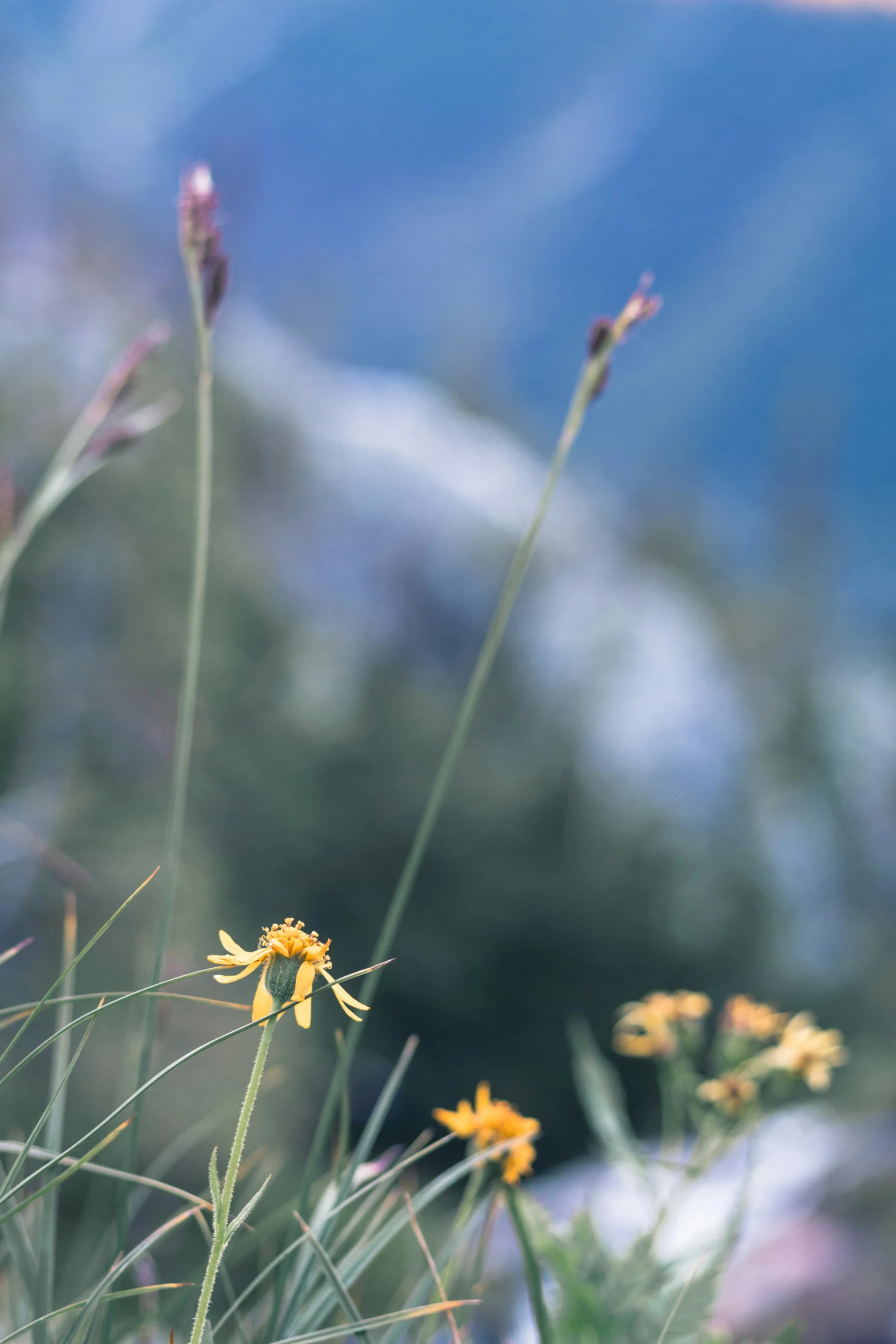 small yellow flowers in the foreground of some plants