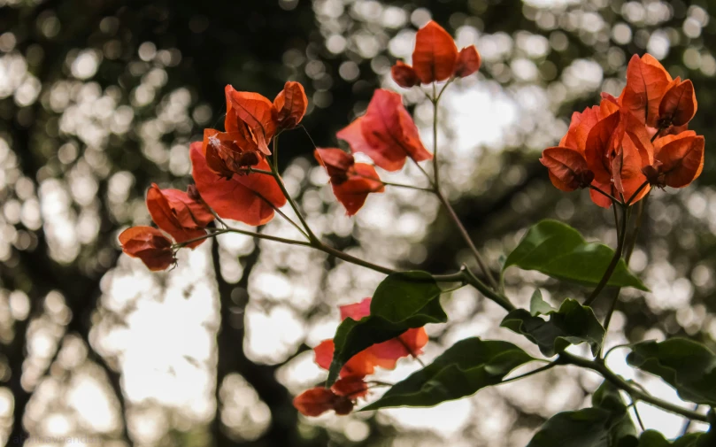 bright red flowers blooming next to the forest